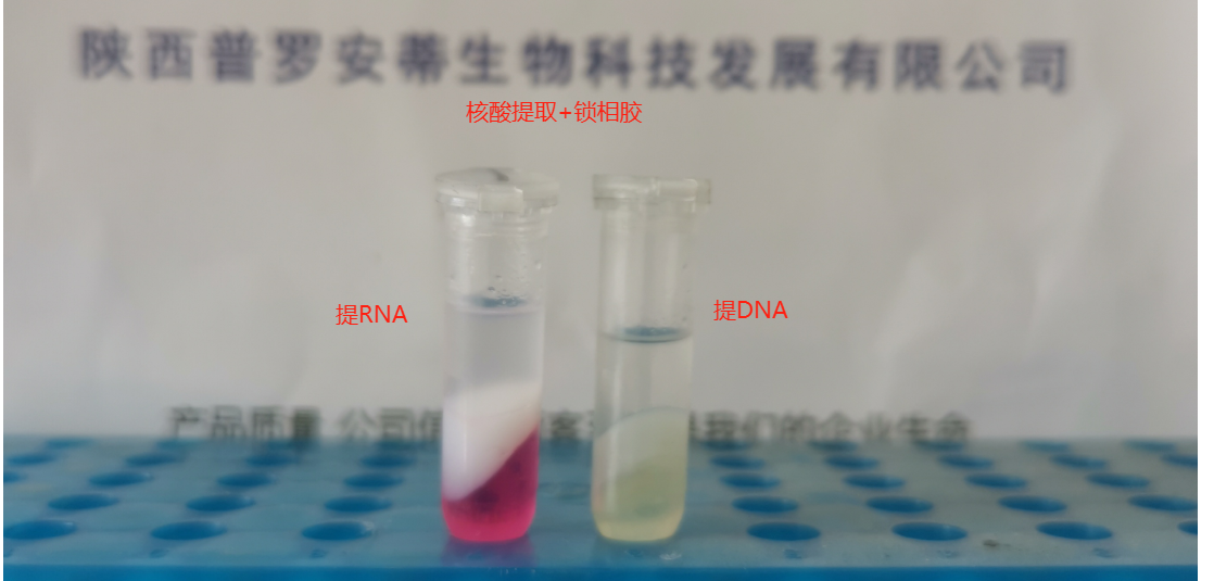 核酸提取-搭配-鎖相膠(PLG)